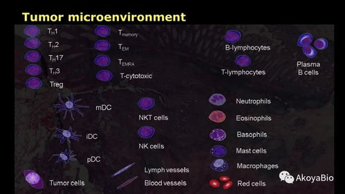 Phenoptics多色免疫熒光在腫瘤微環境空間分型及臨床免疫治療中的應用解析